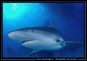 Reef Shark not far from Tiger Beach... :O)... by Michel Lonfat 